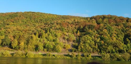 Cafe Sander�s Camping Auf Der Mosel