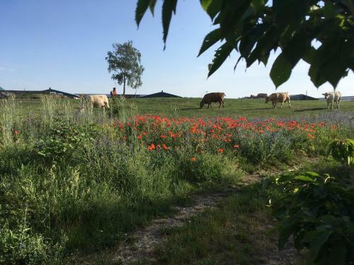 Apartamento Zum Schwalbennest