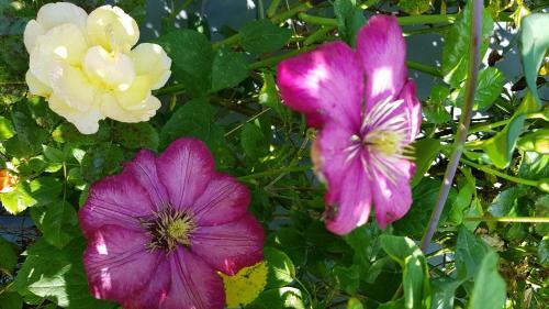 Apartamento Haus Rosengarten