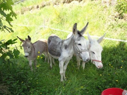 Apartamento Urlaub Im Herrenholz