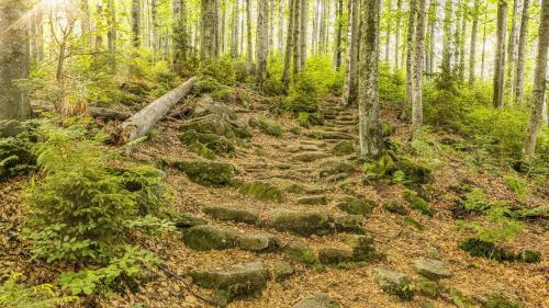 Apartamento Ferienwohnung Bayrischer Wald