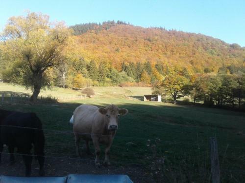 Hostal Pension Haus Zur Orke