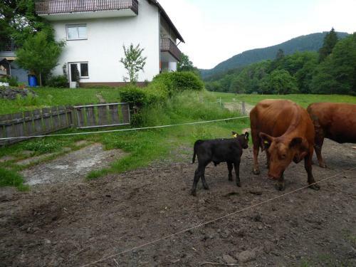 Hostal Pension Haus Zur Orke