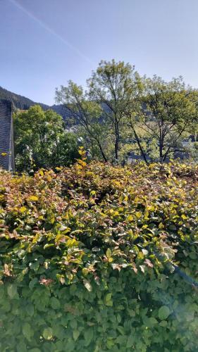 Apartamento Ferienwohnung Wilmes