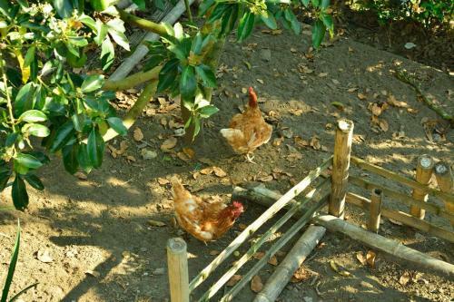 Finca Hotel El Guadual