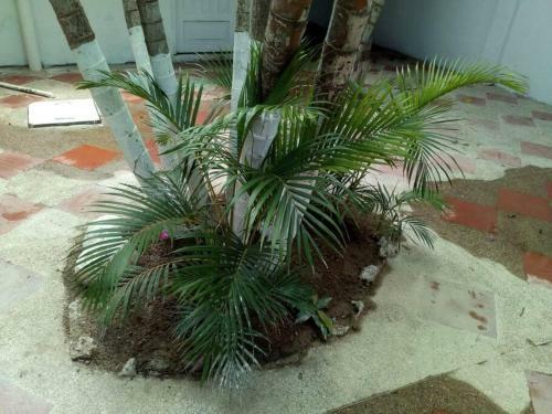 Caba�a Patio Espa�ol