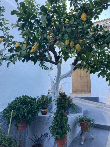 Casa Linda