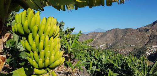 Agroturismo Casa 'tajaraste'