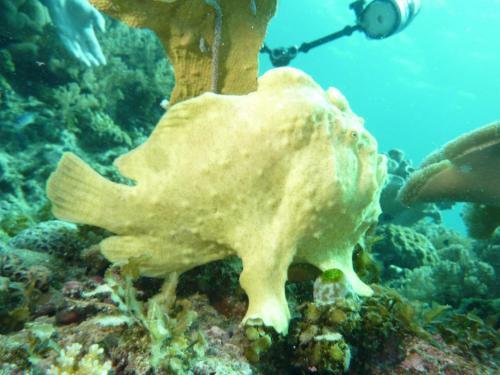 Hotel Bohol-lahoy Dive And Beach Resort