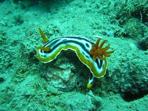 Hotel Bohol-lahoy Dive And Beach Resort