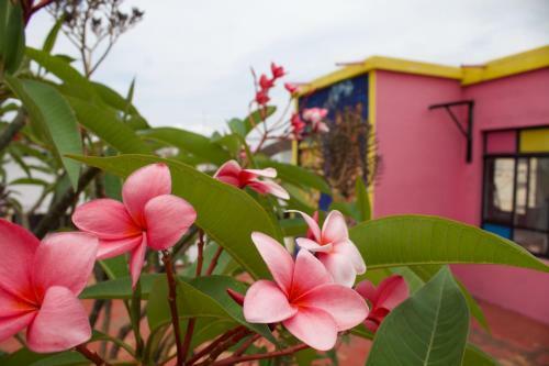 Hotel Frida Khalo Tgz