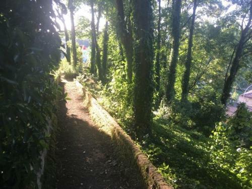 �crin De Verdure Centenaire Avec Vue Hyper Centre