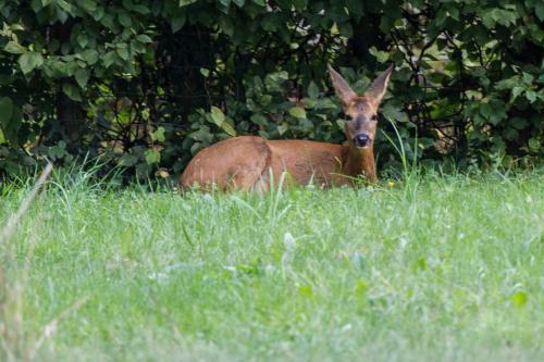 Bed & Breakfast Domaine Des Iris
