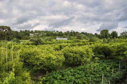 Bed & Breakfast Lemontree House Bacoli