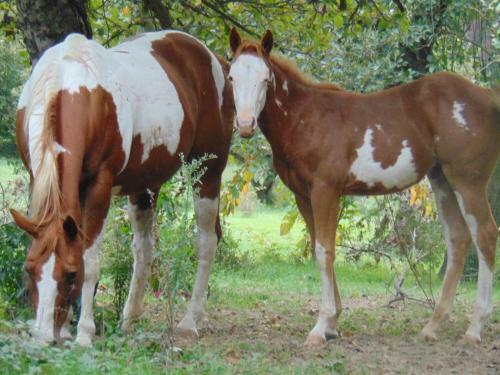 Agroturismo Tenuta Calidarius