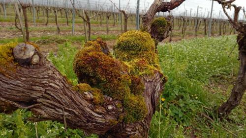 Bed & Breakfast Domaine D' Arcalis