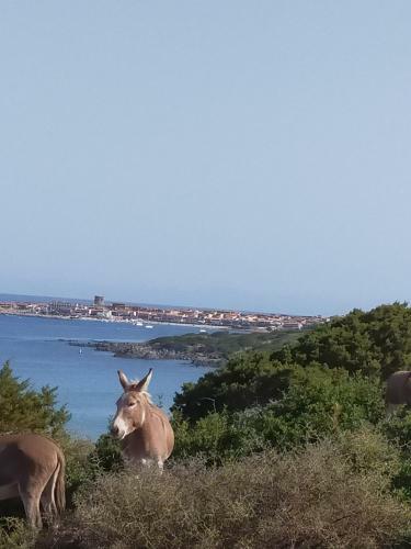 Apartamento Appartamento La Vigna 3