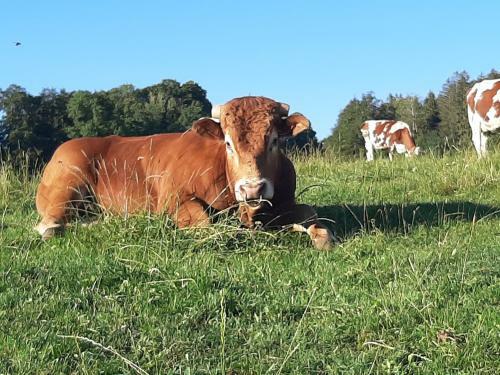 Gite Chez La So ! Avec Visite � La Ferme