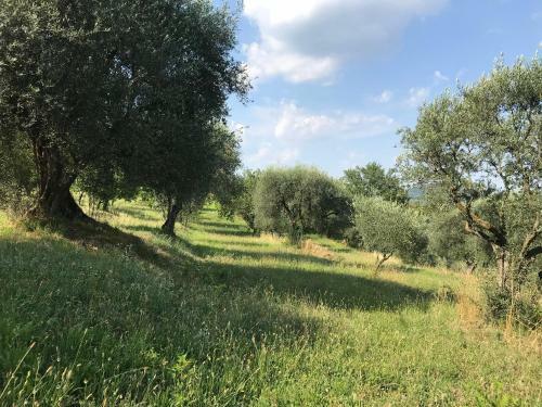 Casa Vacanze Agli Ulivi