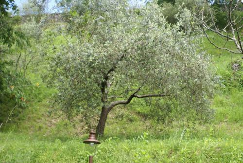 Tradizione Toscana Ristrutturata Nel 2021