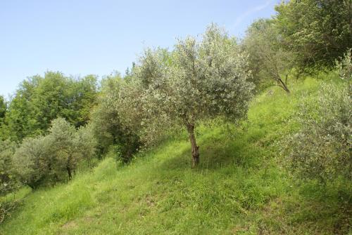 Tradizione Toscana Ristrutturata Nel 2021
