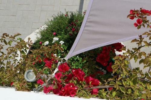 Bed & Breakfast Bnb Anacleto