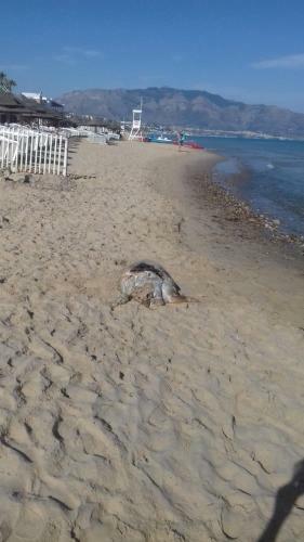Apartamento Appartamento A Pochi Metri Dal Mare La Giara