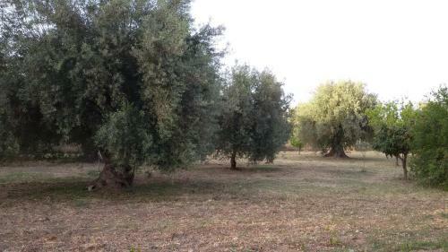 Dimore Del Carrubo - Villa Con Piscina