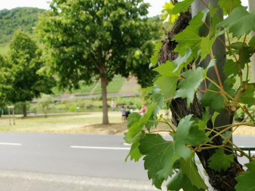 Hostal G�stehaus Andrea Blatt