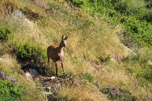Posada Refuge Des �tangs De Bassi�s