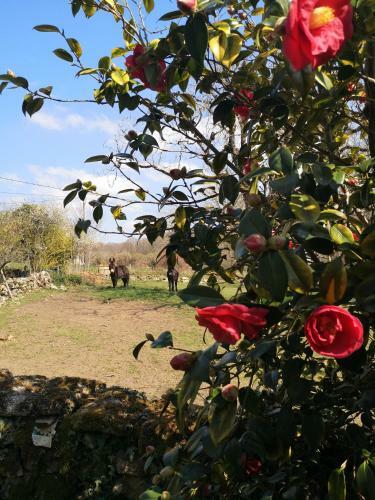Hostal Chambres De Kernad