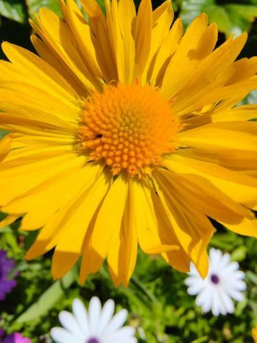 Le Jardin Du Cannet