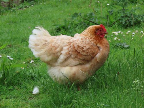 G�te L'escale Normande