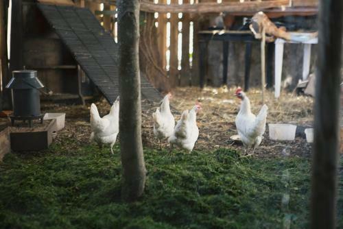 Bed & Breakfast La Folie Barbizon