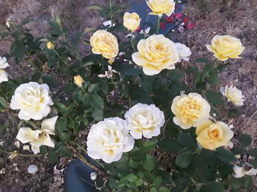 Bed & Breakfast La Roulotte De L'ami Nature