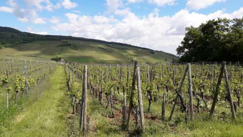 Apartamento Au Coeur Des Vignes