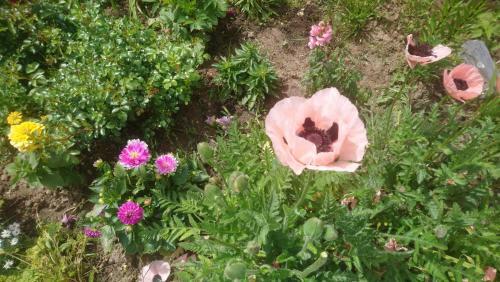 Bed & Breakfast Le Bonheur � Port�e De Mains