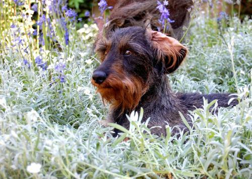 Bed & Breakfast Madeleine Bergerac