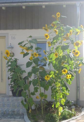 Apartamento Ferienwohnung Am Obstgarten