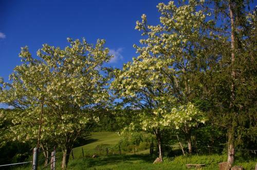 G�te L'appel De La For�t