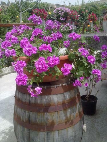 Bed & Breakfast Villa Delle Rose