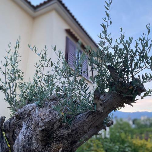 Villa Manzo-pompei Vesuvius Holiday House