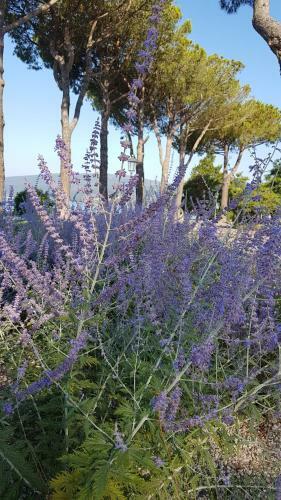 Apartamento La Colombaia Nel Castello