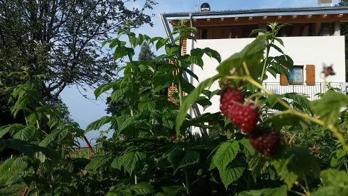 Hostal Garn� Fobbie
