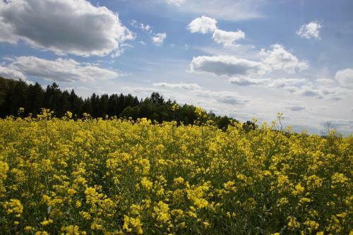Bed & Breakfast G�stehaus K�hler