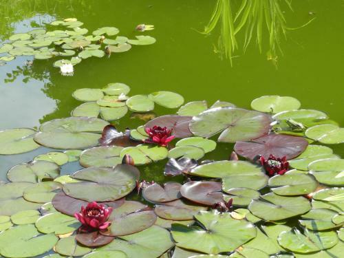 Bed & Breakfast La Maison Des Escargots