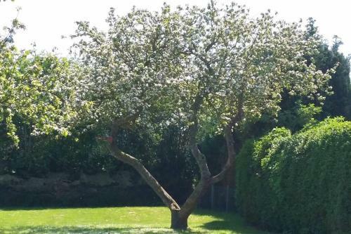 Bungalow Sonneneck Mit Garten Und Wlan