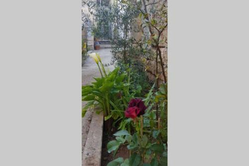 Il Giardino Dei Fiori