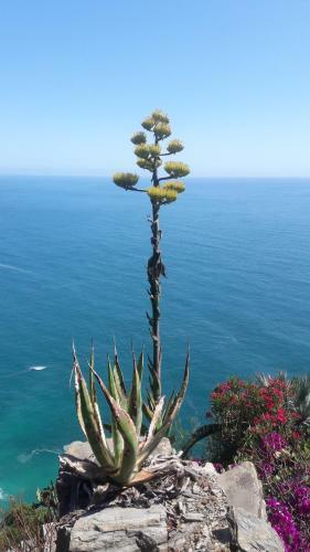 Casa A Picco Sul Mare 5 Terre