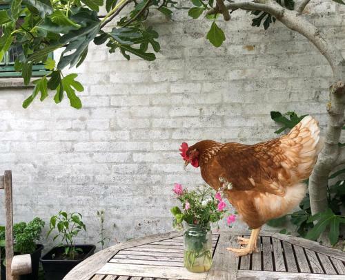 Bed & Breakfast Kardemommehuset